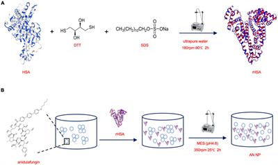 Evaluation of the in vitro Activity and in vivo Efficacy of Anidulafungin-Loaded Human Serum Albumin Nanoparticles Against Candida albicans